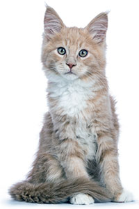 ¿Cuáles Son Los Problemas De Piel En Los Gatos? ¿Cuáles Son Los Problemas De Piel En Los Gatos?