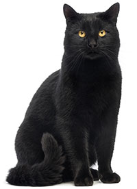 ¿Cómo Cuidar De La Piel De Su Gato? ¿Cómo Cuidar De La Piel De Su Gato?
