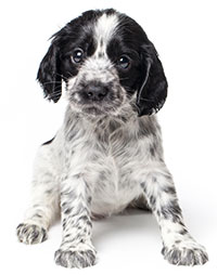 Síntomas De Estreñimiento En Perros Síntomas De Estreñimiento En Perros