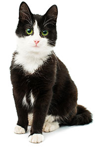 Suplementos Antialérgicos Para Gatos Suplementos Antialérgicos Para Gatos