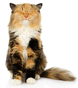 Artritis En Gatos: Conclusión Artritis En Gatos: Conclusión