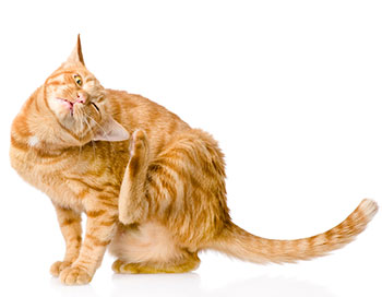Síntomas De Alergia Comunes En Gatos Síntomas De Alergia Comunes En Gatos