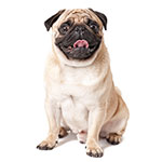Carlino o Perro Pug Carlino o Perro Pug