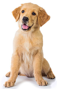Suplementos Contra El Estreñimiento Para Perros Suplementos Contra El Estreñimiento Para Perros