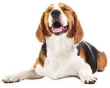 ¿Debería dar aceite de pescado a mi perro? ¿Debería dar aceite de pescado a mi perro?