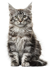 Signos De Artritis En Gatos Signos De Artritis En Gatos