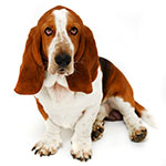 Basset Hound Basset Hound