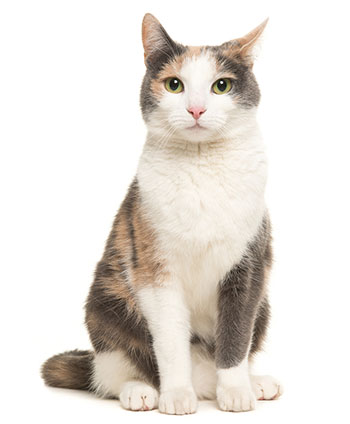 ¿Qué Son Los Gusanos En Los Gatos? ¿Qué Son Los Gusanos En Los Gatos?
