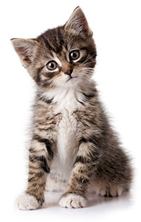 Signos Y Síntomas De Ansiedad Por Separación En Los Gatos Signos Y Síntomas De Ansiedad Por Separación En Los Gatos