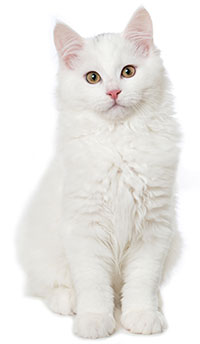 Conclusiones Sobre La Ansiedad En Gatos Debido A La Separación Conclusiones Sobre La Ansiedad En Gatos Debido A La Separación