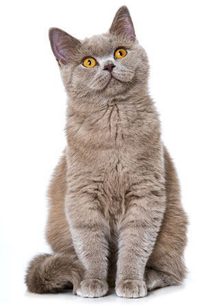 ¿Qué Es Alergia En Los Gatos? ¿Qué Es Alergia En Los Gatos?