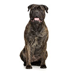 Bull Mastiff Bull Mastiff