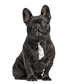 ¿Por Qué Tengo Que Limpiar Las Orejas De Mi Perro? ¿Por Qué Tengo Que Limpiar Las Orejas De Mi Perro?