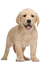 Empiece Desde Cachorros Empiece Desde Cachorros