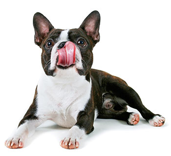 uplementos Para Huesos Y Articulaciones Para Perros uplementos Para Huesos Y Articulaciones Para Perros