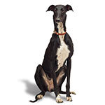 Galgo Galgo